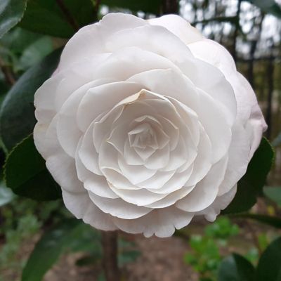 Image showing  1 gal. Camellia Japonica Seafoam