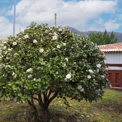 Image showing  1 gal. Camellia Japonica Seafoam