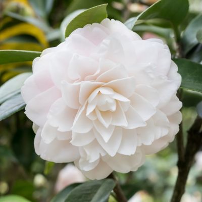 Image showing  1 gal. Camellia Japonica Seafoam