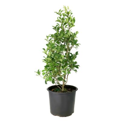 National Plant Network 3 gal. Ilex Savannah