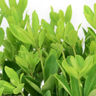 Image showing  3 gal. Illicium Parviflorum Forest Green