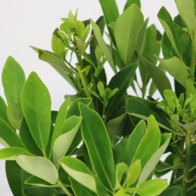 Image showing  3 gal. Illicium Parviflorum Forest Green