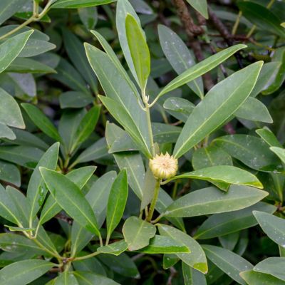 Image showing  3 gal. Illicium Parviflorum Forest Green