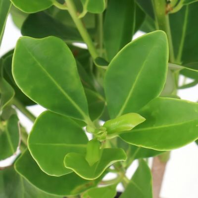 Image showing  3 gal. Illicium Parviflorum Forest Green