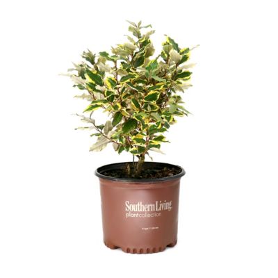 National Plant Network 3 gal. Elaeagnus Olive Martini