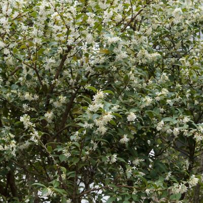 Image showing  1 gal. Sweet Olive