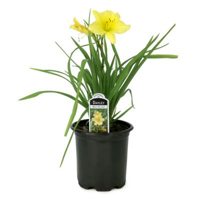 National Plant Network 1 gal. Daylily Happy Returns