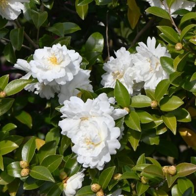 Image showing  3 gal. Camellia Sasanqua Asakura