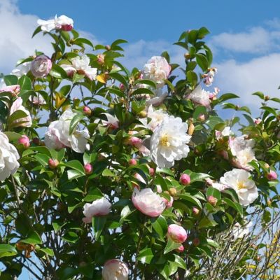 Image showing  3 gal. Camellia Sasanqua Asakura