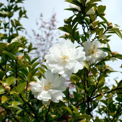 Image showing  3 gal. Camellia Sasanqua Asakura