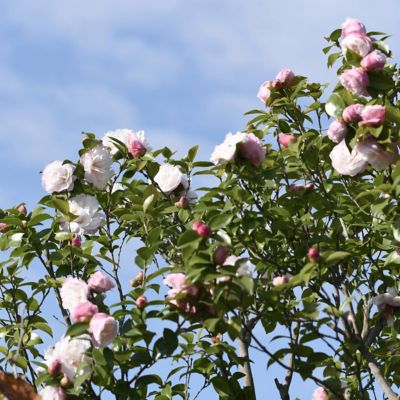 Image showing 5 th National Plant Network 3 gal. Camellia Sasanqua Asakura