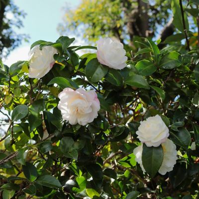 Image showing 6 th National Plant Network 3 gal. Camellia Sasanqua Asakura