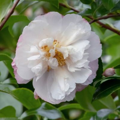 Image showing 7 th National Plant Network 3 gal. Camellia Sasanqua Asakura