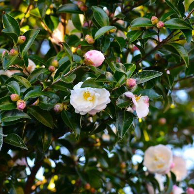 Image showing 8 th National Plant Network 3 gal. Camellia Sasanqua Asakura