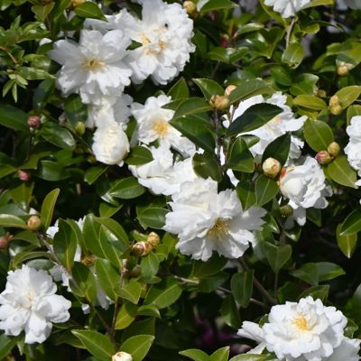 Image showing 9 th National Plant Network 3 gal. Camellia Sasanqua Asakura