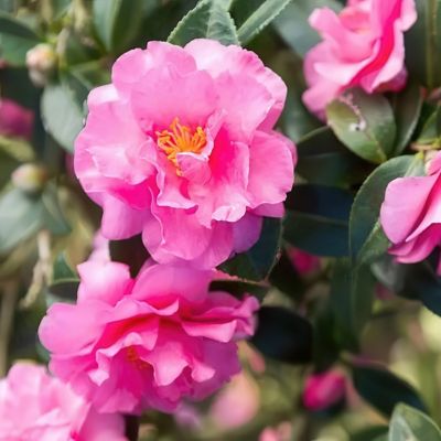 Image showing  1 gal. Camellia Sasanqua Alabama Beauty