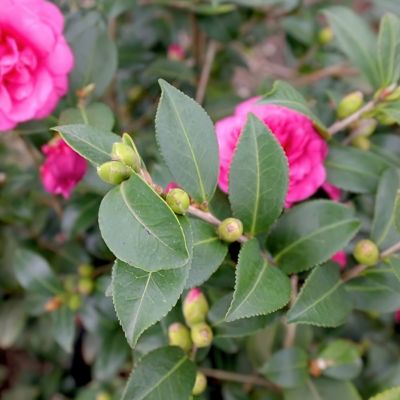 Image showing  1 gal. Camellia Sasanqua Alabama Beauty