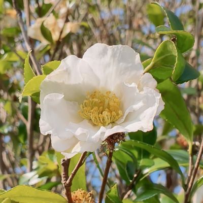 Image showing  1 gal. Camellia Sasanqua Northern Exposure