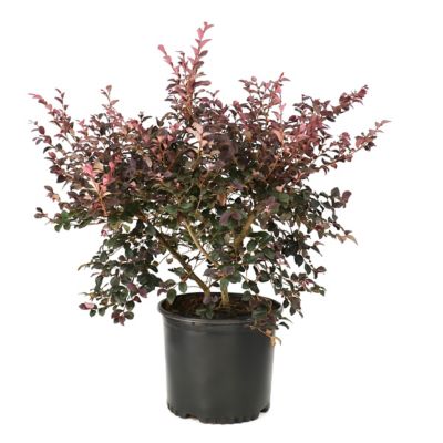 National Plant Network 3 gal. Loropetalum Red Chocolate