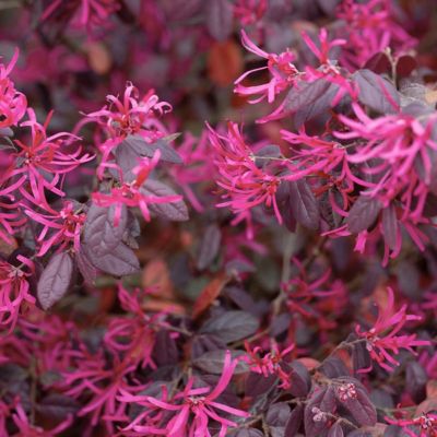 Image showing  3 gal. Loropetalum Red Chocolate