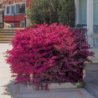 Image showing  3 gal. Loropetalum Red Chocolate