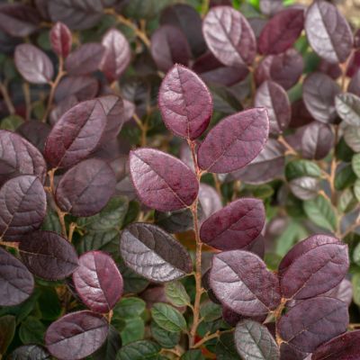 Image showing  3 gal. Loropetalum Red Chocolate