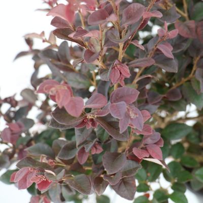 Image showing  3 gal. Loropetalum Red Chocolate