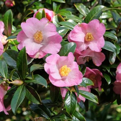 Image showing  3 gal. Camellia Japonica April Remembered