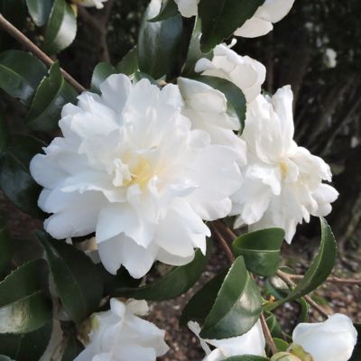 Image showing  3 gal. Camellia Sasanqua October Magic Ivory