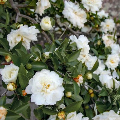 Image showing 5 th National Plant Network 3 gal. Camellia Sasanqua October Magic Ivory