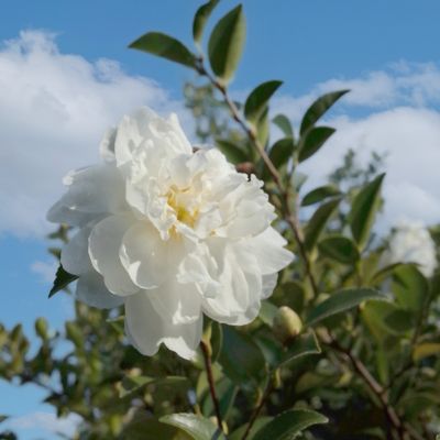 Image showing 6 th National Plant Network 3 gal. Camellia Sasanqua October Magic Ivory