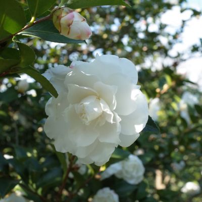 Image showing 7 th National Plant Network 3 gal. Camellia Sasanqua October Magic Ivory