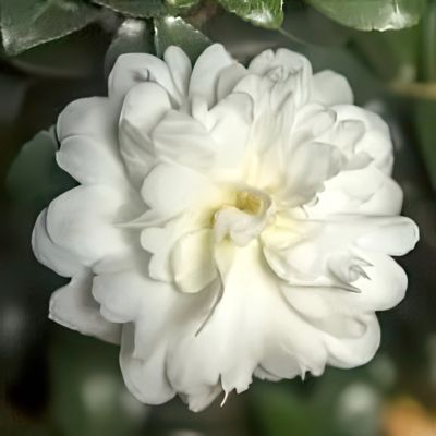 Image showing 8 th National Plant Network 3 gal. Camellia Sasanqua October Magic Ivory
