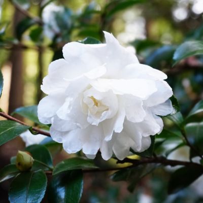 Image showing 9 th National Plant Network 3 gal. Camellia Sasanqua October Magic Ivory