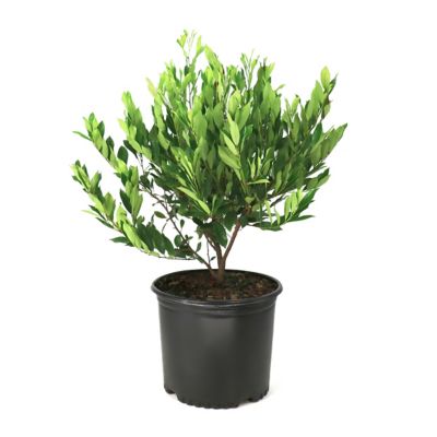 National Plant Network 3 gal. Cherry Laurel Bright 'N Tight