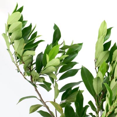 Image showing  3 gal. Cherry Laurel Bright 'N Tight