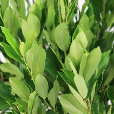 Image showing  3 gal. Cherry Laurel Bright 'N Tight