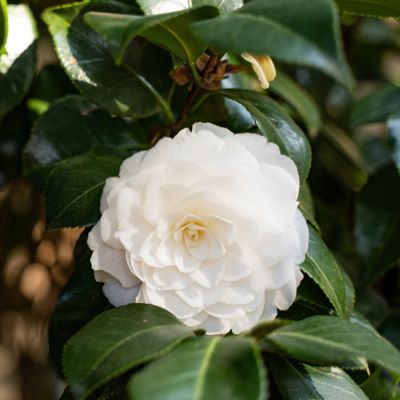 Image showing  3 gal. Camellia Japonica Seafoam