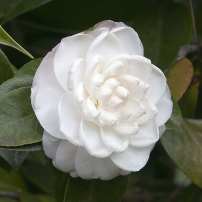 Image showing 5 th National Plant Network 3 gal. Camellia Japonica Seafoam