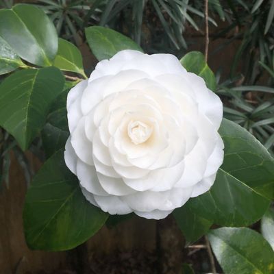 Image showing 6 th National Plant Network 3 gal. Camellia Japonica Seafoam