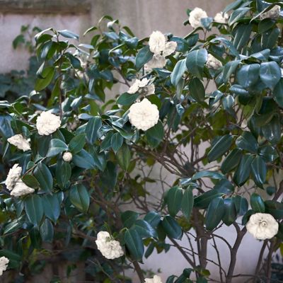 Image showing 7 th National Plant Network 3 gal. Camellia Japonica Seafoam