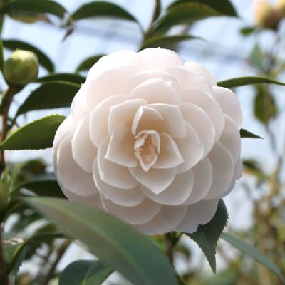 Image showing 8 th National Plant Network 3 gal. Camellia Japonica Seafoam