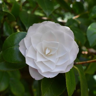 Image showing 9 th National Plant Network 3 gal. Camellia Japonica Seafoam