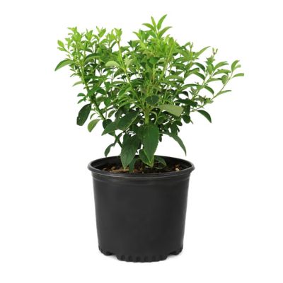 National Plant Network 3 gal. Forsythia Lynwood Gold