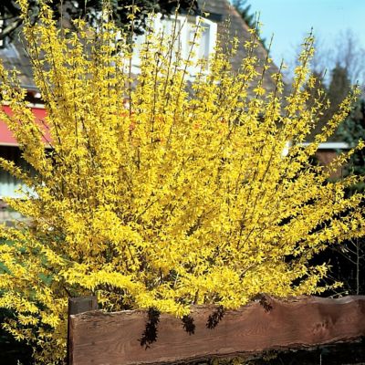 Image showing  3 gal. Forsythia Lynwood Gold