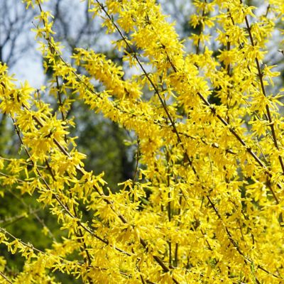 Image showing  3 gal. Forsythia Lynwood Gold