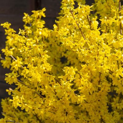 Image showing  3 gal. Forsythia Lynwood Gold