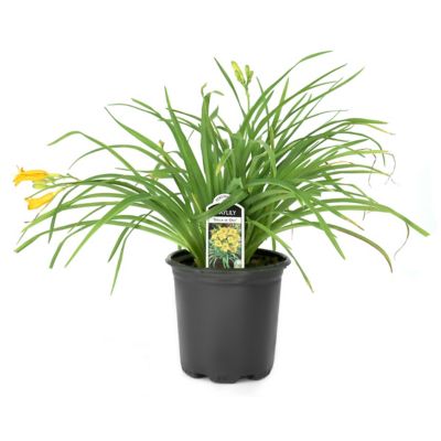 National Plant Network 1 gal. Daylily Stella De Oro