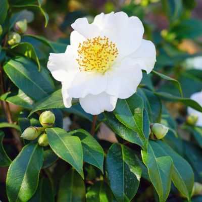 Image showing  3 gal. Camellia Sasanqua Daydream Believer
