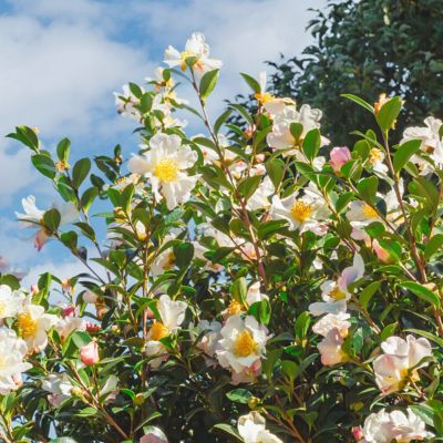 Image showing  3 gal. Camellia Sasanqua Daydream Believer